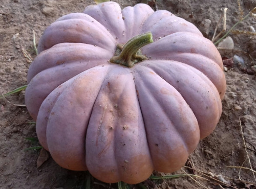 Multiproductions - Cédric Joliveau - Courge Ventoux 5 kg