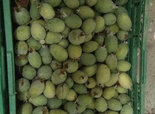Les Jardins de Mondpa - feijoas