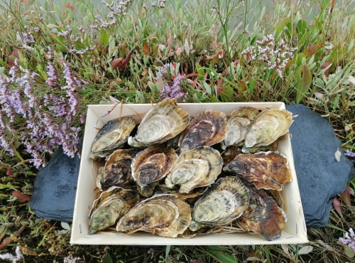 Gambas Impériales de France - Huîtres Fine de Claire Charente Maritime N°2 - 3 douzaines