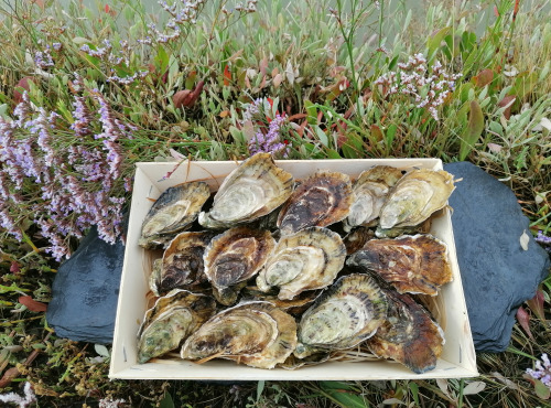 Gambas Impériales de France - Huîtres Fine de Claire Charente Maritime N°2 - 1,5 douzaine