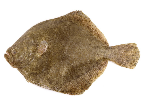 Godaille de l'Armement Cherbourgeois - En Direct du Bateau - Turbot Pièce De 6kg