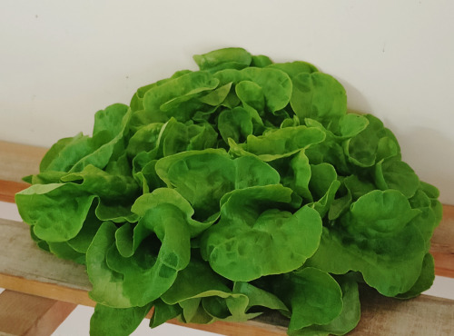 Ferme Joos - Salade Feuille de chêne