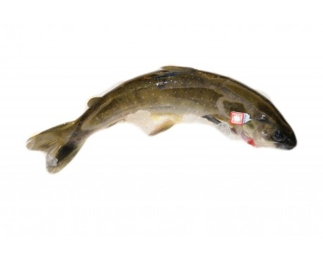 Ma poissonnière - Omble chevalier lot de 4 pièces de 180/300 gr (salvinus alpinus)