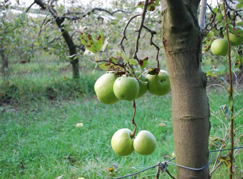 La Boite à Herbes - Pomme Granny Smith - 1kg