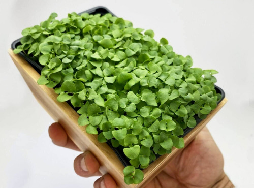 Horssol - Ferme urbaine - Micro-pousse de Basilic menthe x4 barquettes