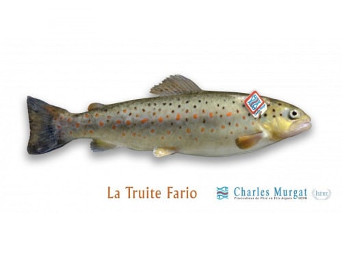 Ma poissonnière - Truite Fario lot de 2 pieces