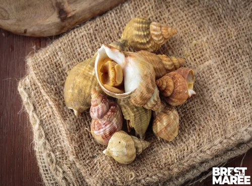 Brest Marée - Bulots cuits - 1kg