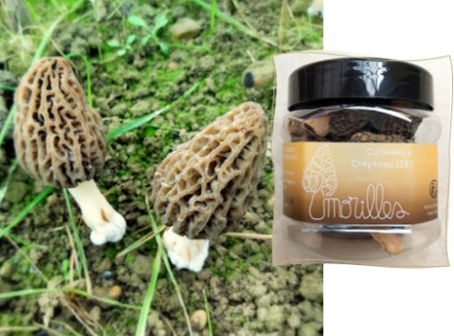 L'Agricueilleur du Suzon - Morilles françaises BIO