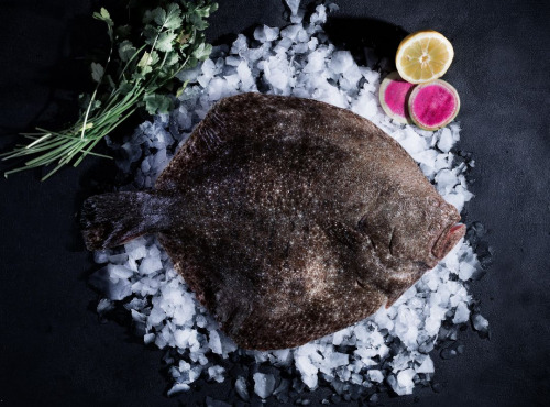 Luximer - Turbot Sauvage - Pièce De 1.2kg