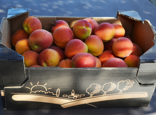 Maison Goubet - Abricots BIO de la Drôme Provençale - 2.5 kg