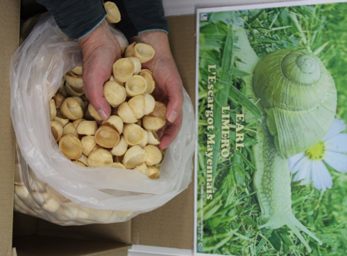 Limero l'Escargot Mayennais - 300 Crouski's