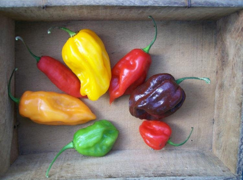 HERBA HUMANA - Piment Habanero jaune 3kg
