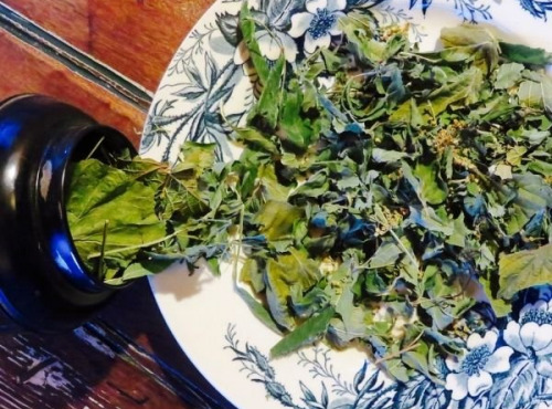 La Cabane à plantes - Infusion Au pays des merveilles