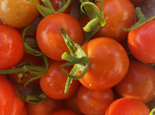 Des Poules et des Vignes à Bourgueil - Tomates cerises rouge