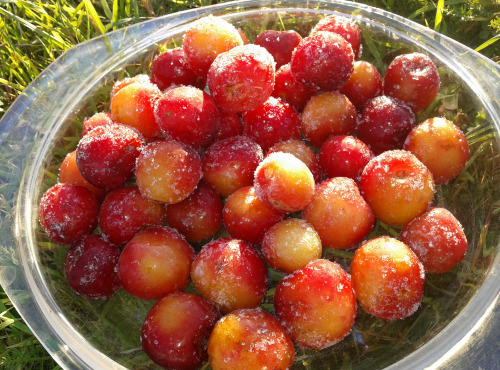 LES JARDINS DE KARINE - Cerise bigarreau avec noyau surgelée - 1 kg