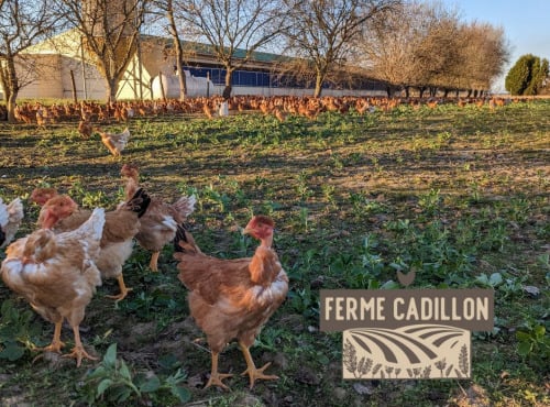 Ferme Cadillon - Poulet fermier | Femelle - 100 jours - Label rouge - 1,650 kg - Lot de 5