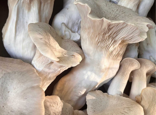 Naturélium - Le pleurote du panicaut 500g