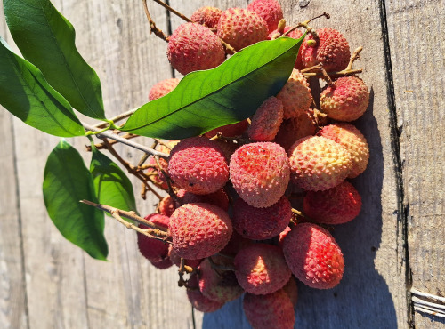 La Boite à Herbes - Litchi Bio La réunion 400 g