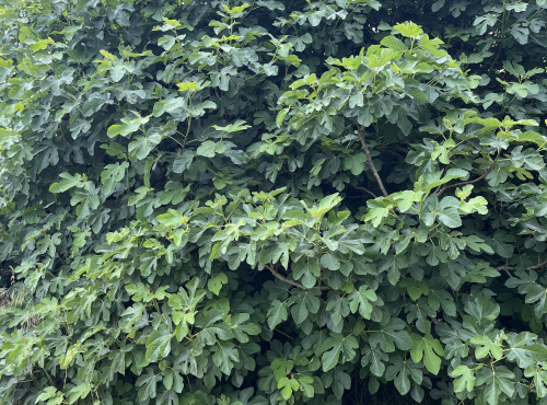 Domaine du Chillou - Feuilles de figues Bio fraiches