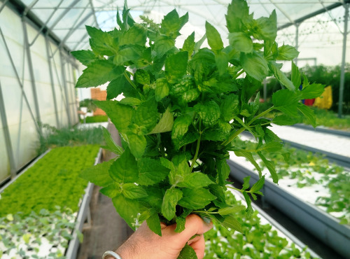 Nature et Saveurs - Ferme Aquaponique et Permacole Astérienne - Menthe poivrée – Fraîcheur intense et notes mentholées