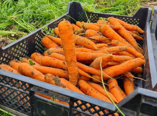 La Ferme de Goas Per - Carotte bio - 5kg