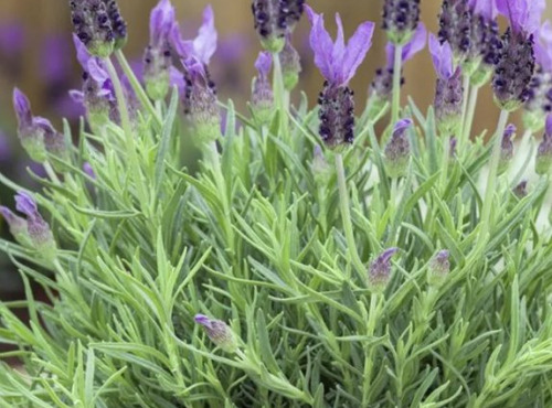 L'OLIVERAIE DU COUDON - LAVANDE PAPILLON (2 POTS)
