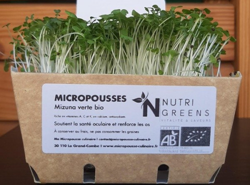 Ma Micropousse culinaire - Mizuna verte Bio 16x50g