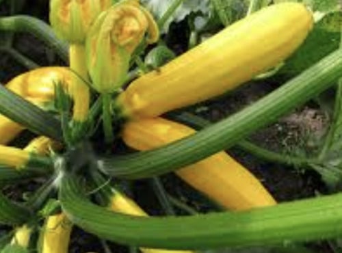 L’Oliveraie du Coudon - COURGETTE JAUNE 5kg env