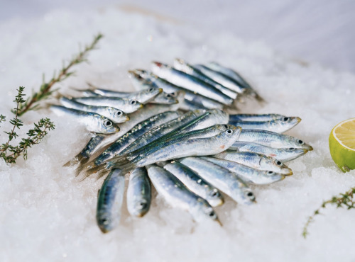 Côté Fish - Mon poisson direct pêcheurs - Anchois 1000g