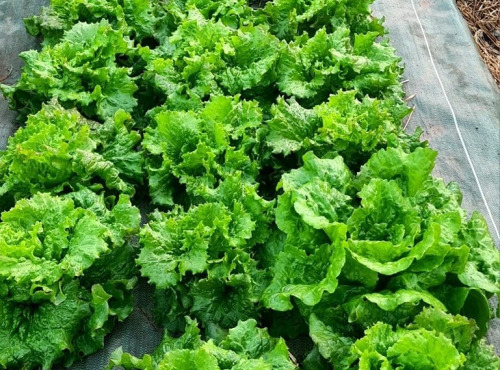 La Ferme de Goas Per - Salade bio - 3 pièces