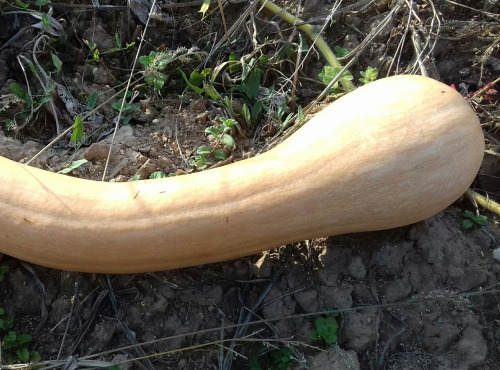 Multiproductions - Cédric Joliveau - Courge Longue De Nice 1kg