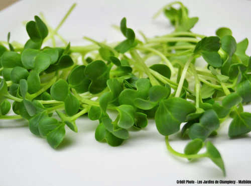 Les Jardins de Champlecy - Micro-pousses De Radis Daïkon - 50g