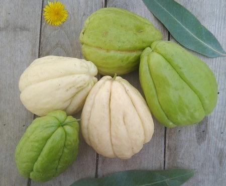 HERBA HUMANA - Chayotte - 1kg