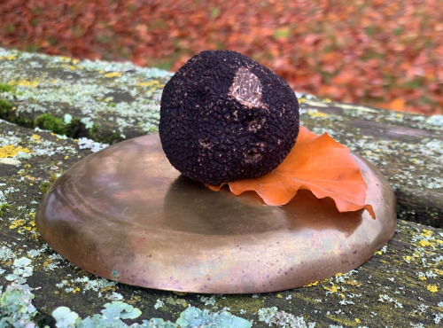 Berry 3 Sens - Truffe noire fraîche du Berry Tuber Melanosporum : 100 g