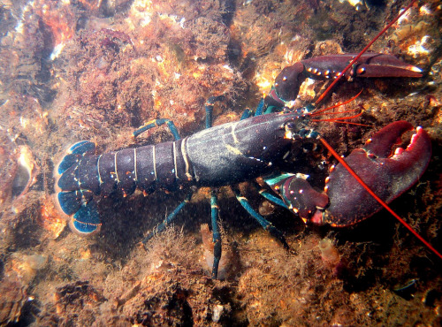 LTJ2 - Pêche en plongée - Homard De Casier 1kg - vivant