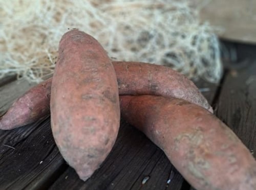 Les Jardins de Gérard - Patate douce Bio - 500 g