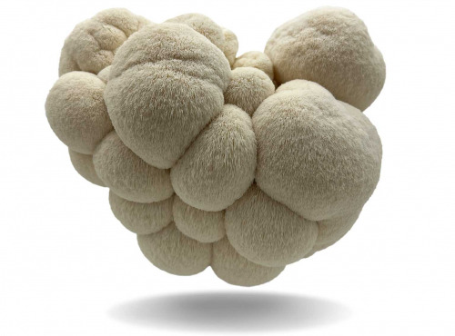 Naturélium - L'hydne hérisson / Lion's mane 2kg