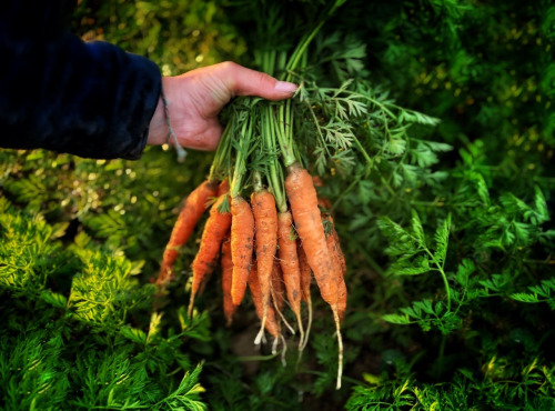 La Ferme d'Artaud - Carottes fanes 1kg