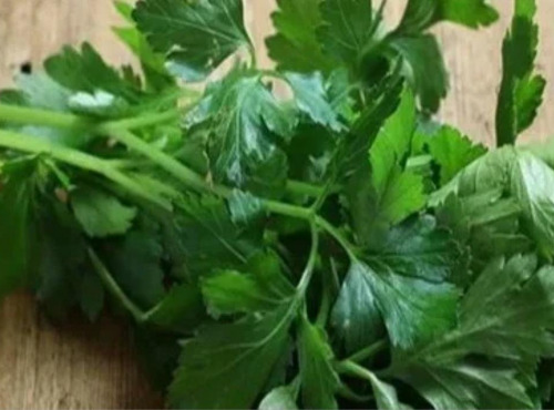 Nature et Saveurs - Ferme Aquaponique et Permacole Astérienne - Persil plat vivant en pot - 4 pots