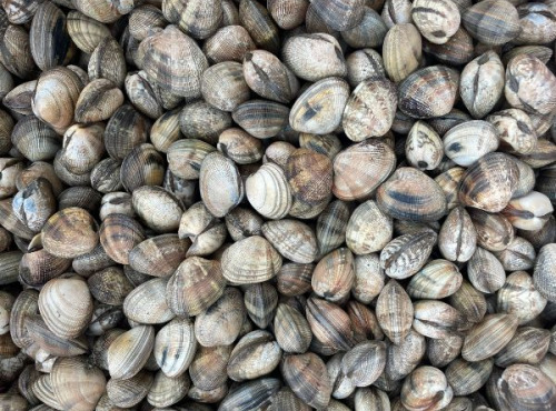 Aquaculture Chez Jaouen - Palourdes 2kg