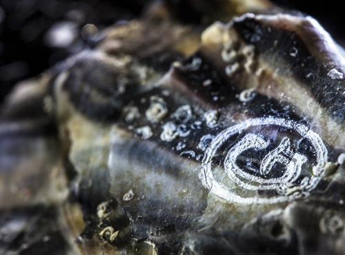 La Criée d'à Côté - Huîtres Gillardeau n°3 x 48