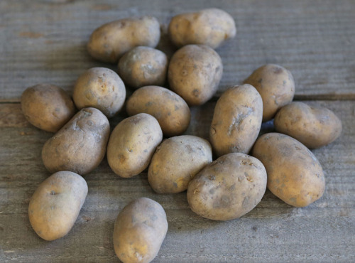 La Ferme de Milly - Anjou - POMMES DE TERRE AGRIA BIO