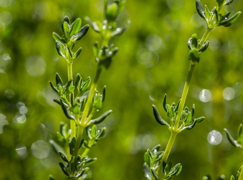 Les Jardins du Mas de Greil - Thym De Garrigue, Bouquet Frais