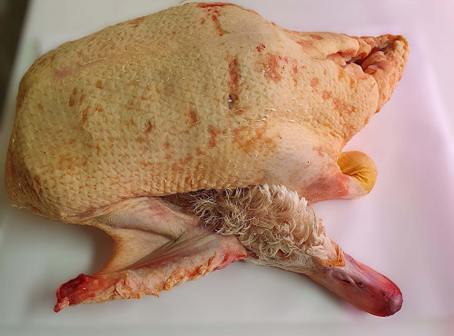 Ferme de la Paumerais - CANETTE 2,5 Kg - (x1)