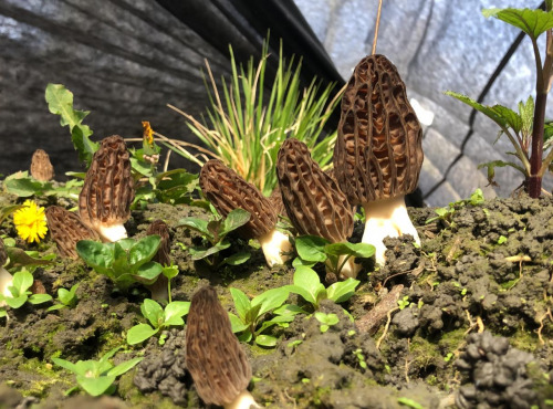 Morilles du Lac - POD - Semez des morilles !