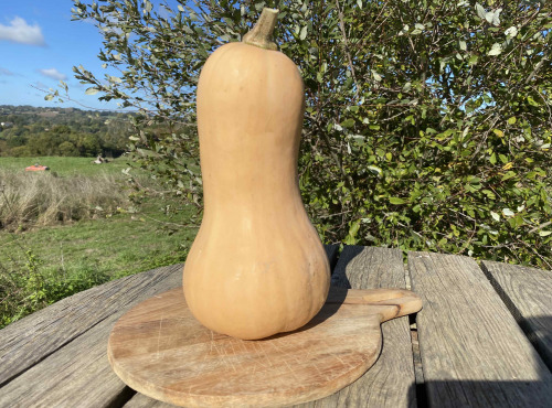 Ferme Sinsac - courge butternut