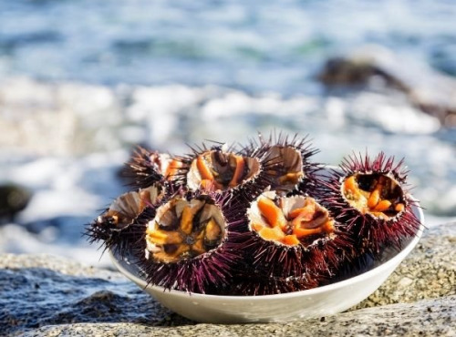 Saint Kerber - Cancale - Oursins violets de Bretagne - 3 Kg