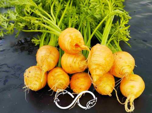 Nature et Saveurs - Ferme Aquaponique et Permacole Astérienne - Mini Carotte Ronde Gastronomiques avec Fanes