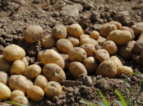 La Coussoyote - Pomme de terre bindje - 20kg