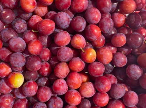 Des Poules et des Vignes à Bourgueil - Prunes d’Ingrandes
